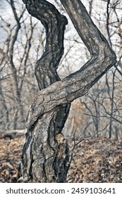 A conjoined trees where branches with different roots tangle together and grow like a tree