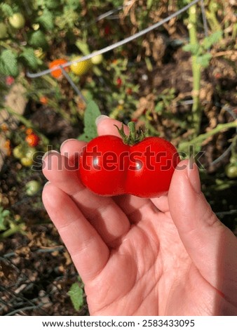 Conjoined Twin Cherry Tomatoes Held by Fair Skin Hand