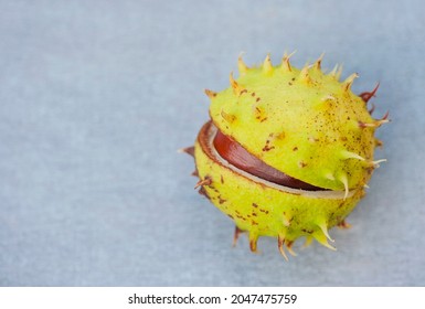 Conker, horse-chestnut in shell on a gray blurred background