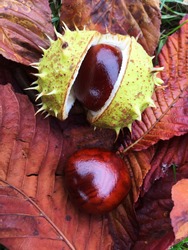 Conker In It’s Outer Shell Laying On A Bed Of Autumnal Leaves After Falling From A Horse Chestnut Tree In A Fall Background Image