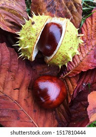 Conker in it’s outer shell laying on a bed of Autumnal leaves after falling from a Horse Chestnut tree in a Fall background image