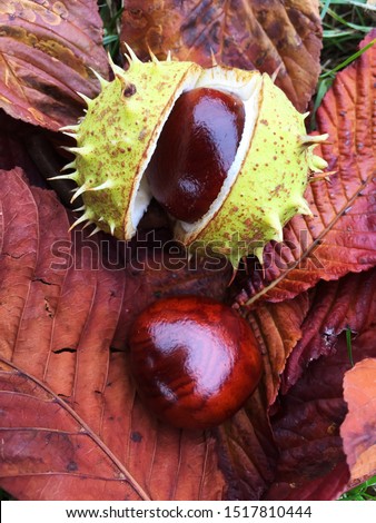 Conker in it’s outer shell laying on a bed of Autumnal leaves after falling from a Horse Chestnut tree in a Fall background image