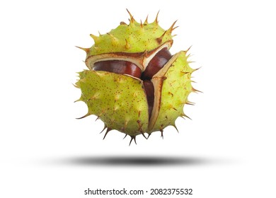 Conker splitting open with  green spiked case isolated on white with shadow. Natural protection and security concept
