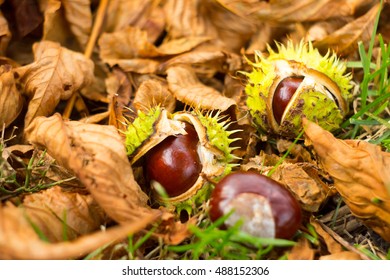 Conkers still in hull fallen on the ground surrounded by dried leaves.