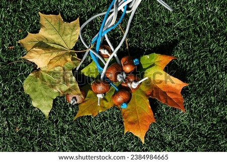 Conkers threaded onto a piece of string on green artificial grass. Conkers game. Popular Children's game played using the seeds of horse chestnut trees. Autumn day.