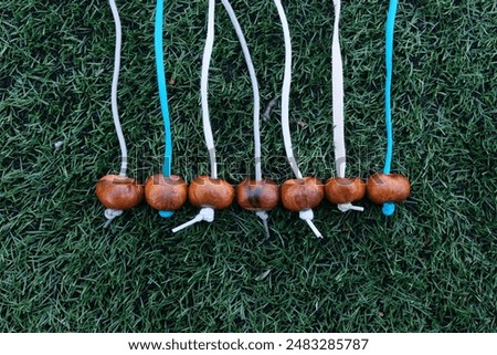 Conkers threaded onto piece of string on green artificial grass. Conkers game. Popular Children's game played using the seeds of horse chestnut trees.