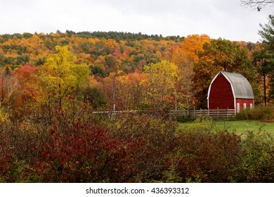 Connecticut Color Barn Leaves