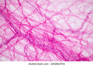 Connective Tissue Human And Striated Muscle Human Under The Microscope In Lab.