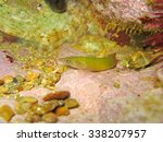 A Connemara clingfish, Lepadogaster candollei, female fish, underwater in the Mediterranean sea, France