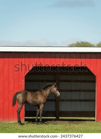connemara filly colt foal baby horse with short mane tail standing in front of red run in shelter with green grass and blue sky cute young animal spring summer horizontal equine image room for type 