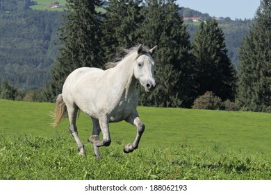 563 Connemara horse Images, Stock Photos & Vectors | Shutterstock