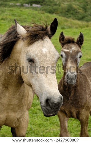 Connemara ponies, county galway, connacht, republic of ireland (eire), europe
