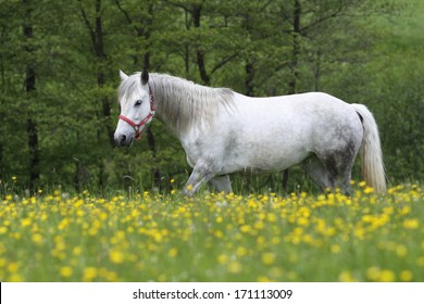 Connemara Pony