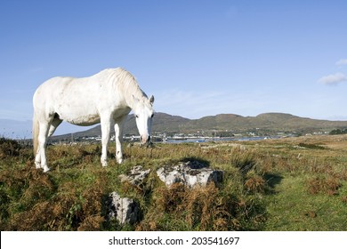 Connemara Pony