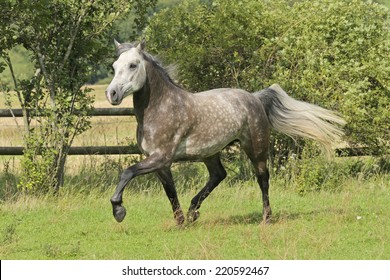 Connemara Pony