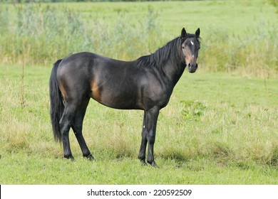 Connemara Pony