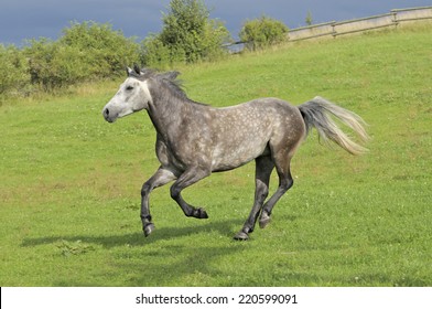 Connemara Pony