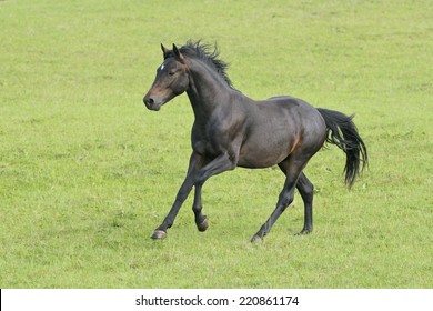 Connemara Pony