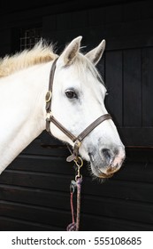 Connemara Pony 