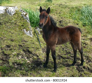 Connemara Pony