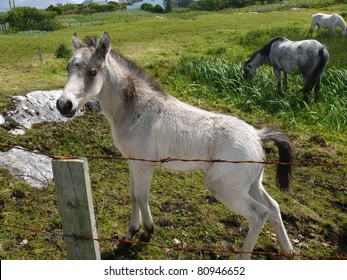 Connemara Pony