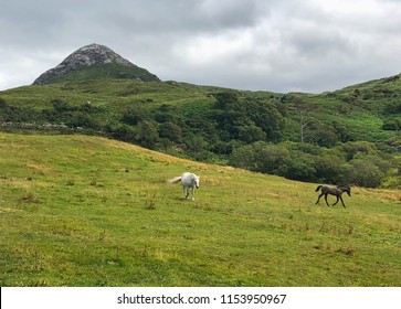 The Connemara Pony Is A Pony Breed Originating In Ireland. Diamond Hill Is A Large Hill South East Of Letterfrack In County Galway, Ireland.