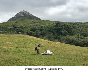 The Connemara Pony Is A Pony Breed Originating In Ireland. Diamond Hill Is A Large Hill South East Of Letterfrack In County Galway, Ireland.