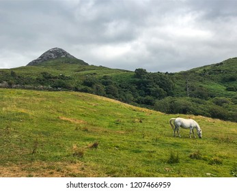 The Connemara Pony Is A Pony Breed Originating In Ireland. Diamond Hill Is A Large Hill South East Of Letterfrack In County Galway, Ireland.