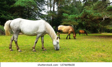 Connemara Pony Family