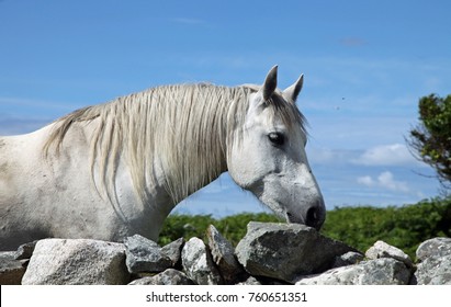  Connemara Pony In Connemara, Galway