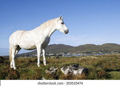 Connemara Pony, Ireland