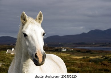 Connemara Pony, Ireland