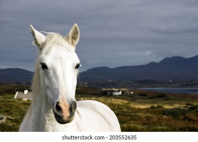 Connemara Pony, Ireland