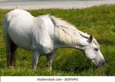 Connemara Pony In Ireland