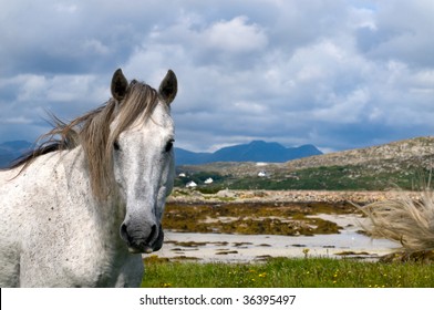 Connemara Pony In Ireland