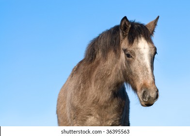 Connemara Pony In Ireland