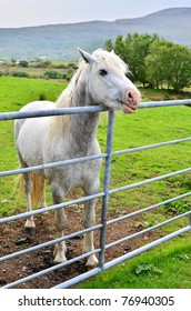 Connemara Pony, Ireland