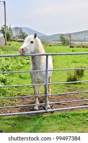 Connemara Pony, Ireland