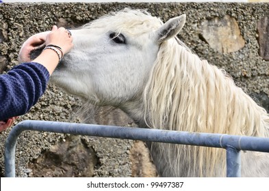 Connemara Pony, Ireland