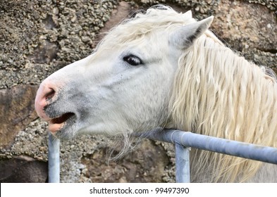 Connemara Pony, Ireland