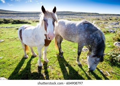 Connemara Pony In Ireland, County Galway