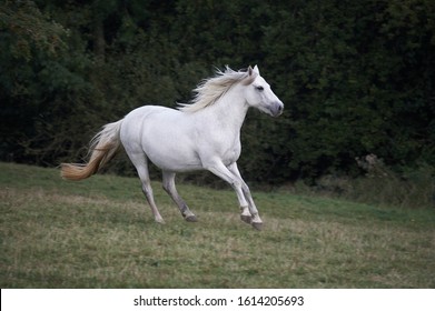 Connemara Pony Images Stock Photos Vectors Shutterstock