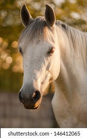 Connemara Pony Portrait 