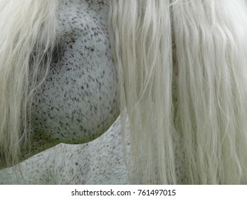 Connemara Pony Profile, Taken In Ireland