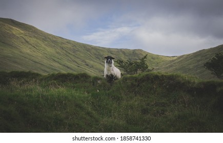 Connemara Sheep Appears Upon A Ridge