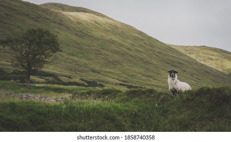 Connemara Sheep Peeks Down The Hill