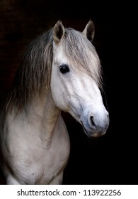 Connemara Stallion against black background