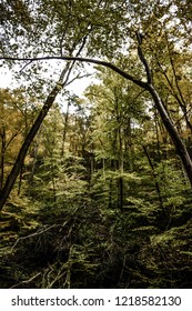 Connopy of Trees