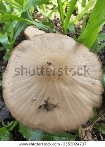 Conocybe arrhenii, cogumelo,  mushroom, fungos,  fungos, fungi