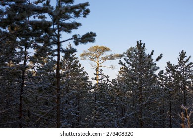 Consecrated sun pine